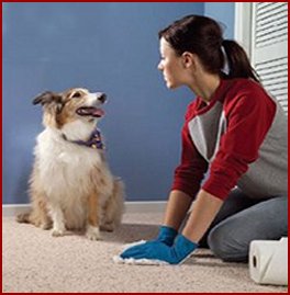 Pet Spots & Pet Odors
